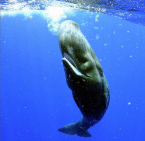 Unlocking the Language of Whales: A Leap in Artificial Intelligence