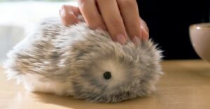 Casio Announces U.S. Pre‑Orders for Its New AI‑Powered Robotic Pet Moflin