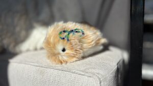 Casio’s Moflin AI Pet: A Cute but Pricey Robotic Companion