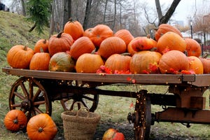 AI Agents Turn Into Personal Fall Activity Planners