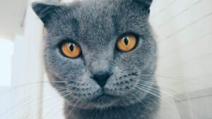 Google Photos Introduces AI-Powered Meme Creator "Me Meme"